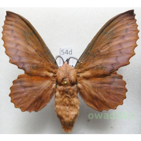 Gastropacha quercifolia (Linnaeus, 1758) female Barczatka dębolistna Czech54d